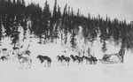 Alaskan Sled Dogs by George Fox University Archives
