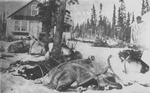 Alaskan Reindeer by George Fox University Archives