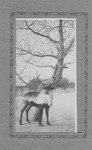 Reindeer in Alaska by George Fox University Archives