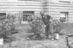 Relocating Rhodies to new location by Wood Mar by George Fox University Archives