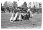 Three students play frog hop while in costume by George Fox University Archives