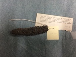 Dried Sea Slug by George Fox University Archives