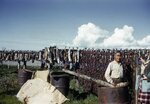 Bert Harvey and Glenna Nickell, Harveys' Camp, Kotzebue, AK, August 1961 by Earl Warren Perisho