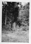 Original Bruin Pelt on Tree by George Fox University